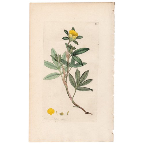 Antica botanica inglese 1793