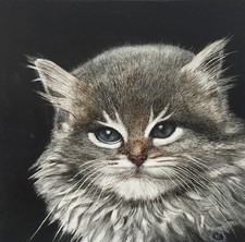 Guarda n. 5 quadretti di cani