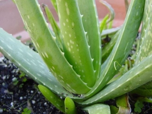 Pianta aloe vera - pianta, di