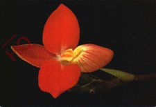 Picture postcard flowers - picture, postcard:-flowers
