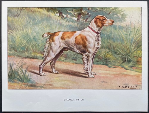 Breton spaniel color