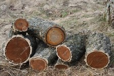 LEGNA DA ARDERE DI QUERCIA IN