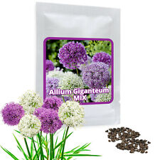 GIANT Allium giganteum MIX 2 x