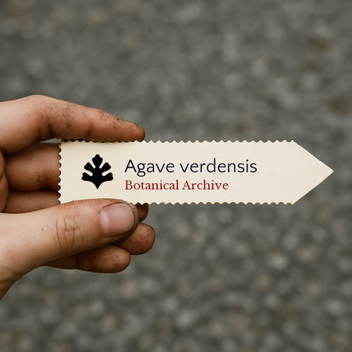 Agave verdensis x - verdensis, |