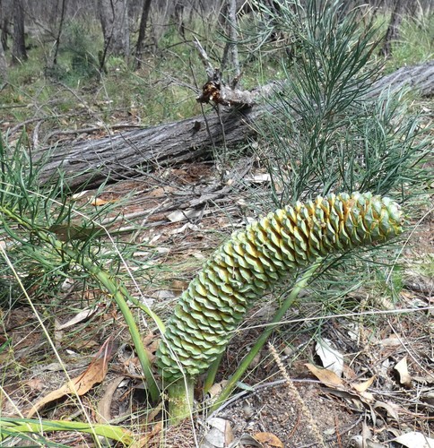 Macrozamia stenomera no - stenomera,