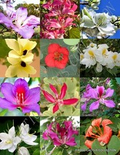 BAUHINIA MIX rare ORCHID TREE