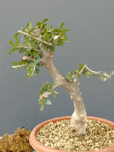 Bonsai olivastro robusta - bonsai,
