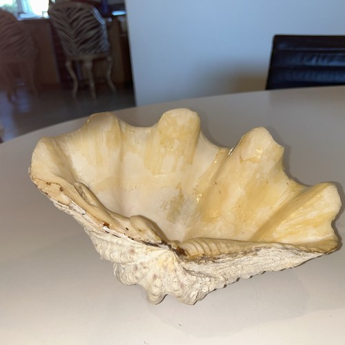 Vintage gigante tridacna gigas - gigante,