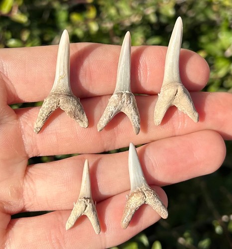 Denti squalo fossile - di,