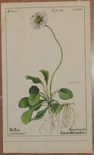 ROMER BELLIS PERENNIS