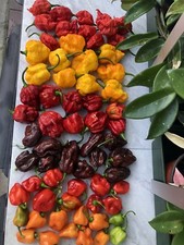 6 Vatietà di Peperoncino PICCANTE Fresco come da foto!NB:Chiedi disponibilità