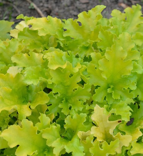 Campanellino argento - campanellino, in