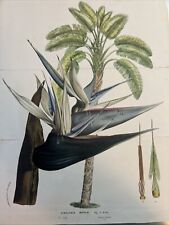 Strelitzia nicolai, originaria del Sud Africa. Curtis's Botanical Magazine,1889.