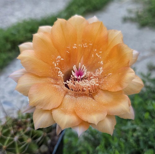 Woow echinopsis rab con - woow,