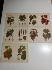 1899 1900 stampa antica - antica, =
