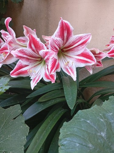 Amaryllis bianco rosso 15 - amaryllis, bianco-rosso,