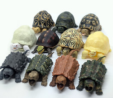 Bandai Gashapon Tartaruga