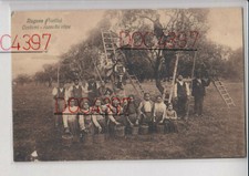 RAGUSA COSTUMI RACCOLTA OLIVE ANIMATA OLIO FPNV BELLA