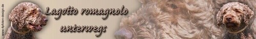 Lagotto romagnolo cane - romagnolo,