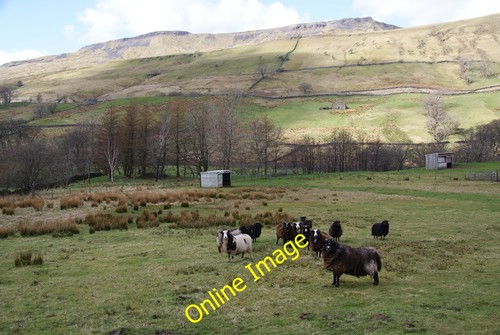 Photo 12x8 zwartbles sheep - 12x8, in