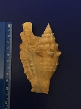 Conchiglia Shell  Strombus TRICORNIS OLDI  f+  mm 100,5 Somalia,Mogadiscio ,Rara