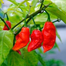 Ghost Pepper Seeds / Bhut