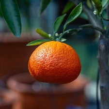 Pianta mandarancio vaso - in,