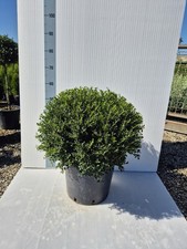 Agrifoglio Giapponese 'Ilex