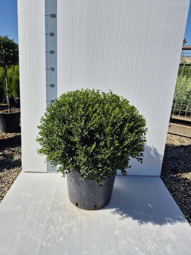 Agrifoglio giapponese ilex - agrifoglio, 'ilex