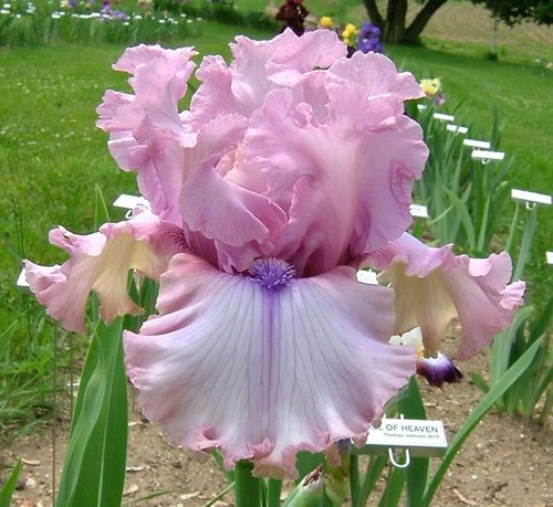 Iris don t stop - tb,,