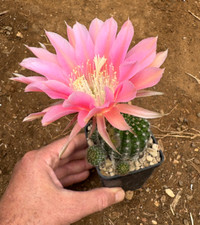 ECHINOPSIS 'SWIRLING FLAME'