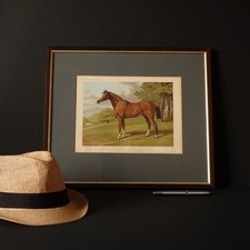 Stampa equestre Stilton Punchestown Winner con cornice – Cavallo da corsa