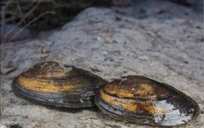 Anodonta cygnea cozza - anodonta,