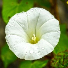 Pearly Gates Morning Glory