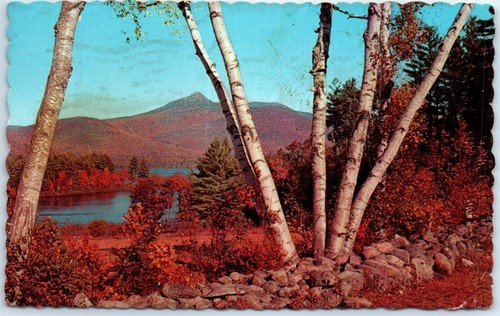 Cartolina betulle alte lago - cartolina,