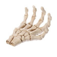 Mano cranio scheletro sculture - mano,