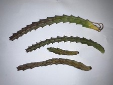 3 steli ( talee ) 7-15  cm di