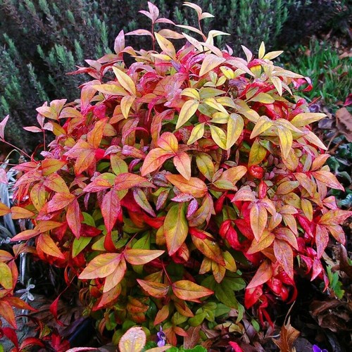 Nandina domestica bambù - nandina,