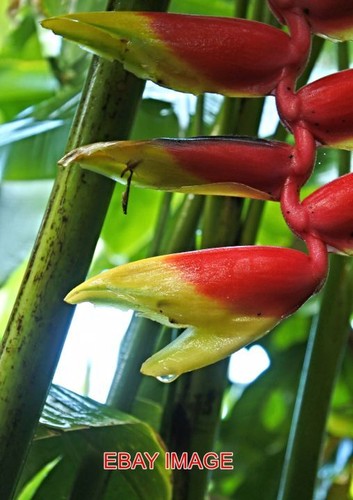 Photo impatiens niamniamensis - photo,