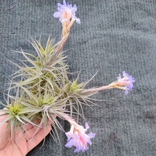 Tillandsia bergeri pianta - bergeri,