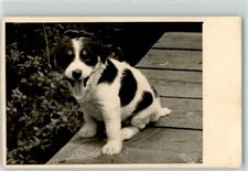 39282110 - Parson Jack Russell