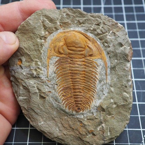 Trilobite acadoparadoxides - trilobite,