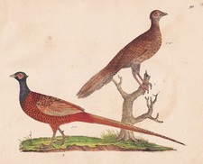 Fagiani Phasianus Fagiani