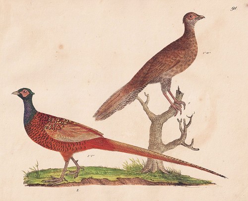 Fagiani phasianus - fagiani,
