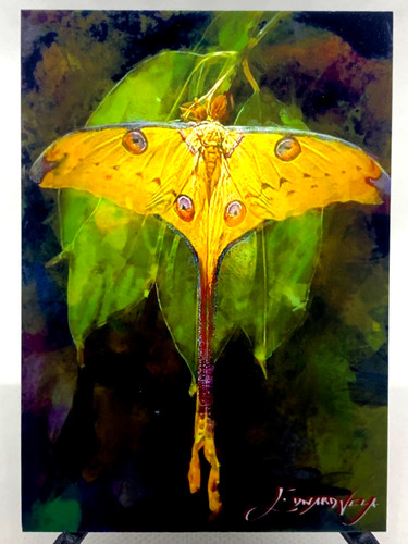 Carta cometa falena - carta, 8/50