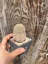 Euphorbia Obesa Pot 10cm X 9cm / Old Plant/ Wild Plant /collection Plant