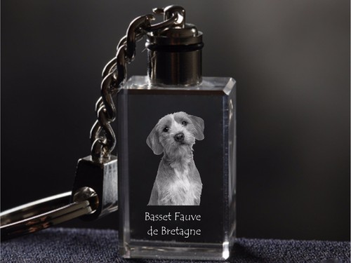 Basset fauve bretagne - fauve, cane