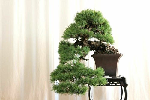 Pinus pumila pino nano - pumila,