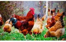 ?MIX?10+2 uova FECONDE/FERTILI: RAZZE DA CARNE E UOVA/ a Sorpresa