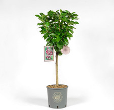 - Ciliegio Nano in Vaso